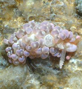 Spurilla neapolitana